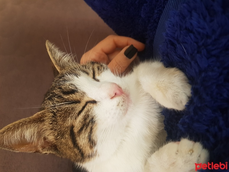 Tekir Kedi, Kedi  ŞEKER fotoğrafı