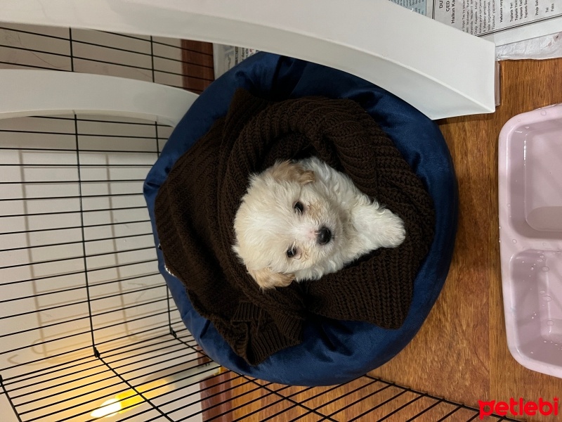 Maltese, Köpek  Atlas fotoğrafı