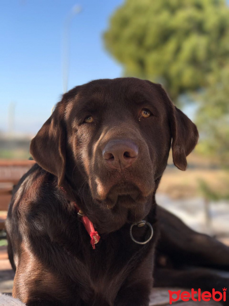 Labrador Retriever, Köpek  Chuck fotoğrafı