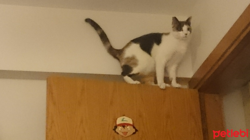 Tekir Kedi, Kedi  Cun fotoğrafı