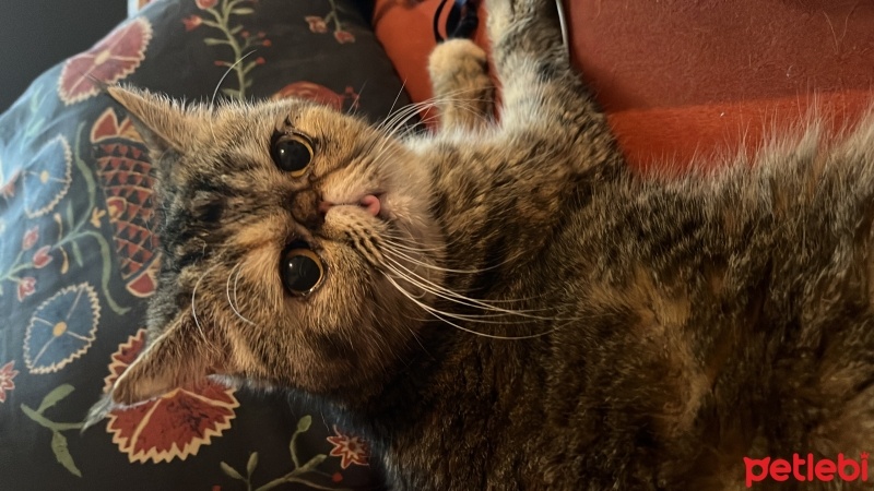 Exotic Shorthair, Kedi  Şermin fotoğrafı