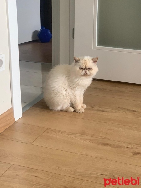 Exotic Shorthair, Kedi  Şapir fotoğrafı
