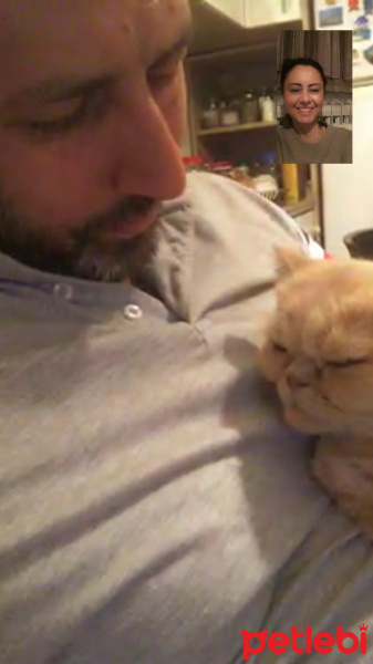 Chinchilla, Kedi  Nazlı fotoğrafı