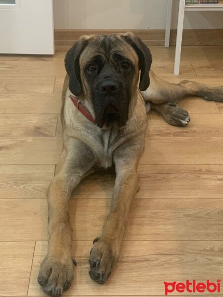 Cane Corso Italiano, Köpek  Tahin fotoğrafı