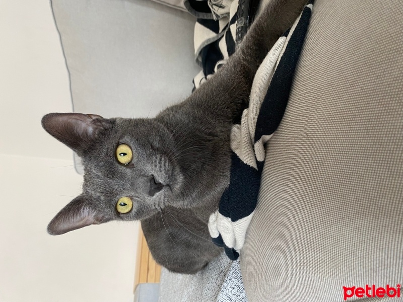 Mavi Rus, Kedi  luna fotoğrafı