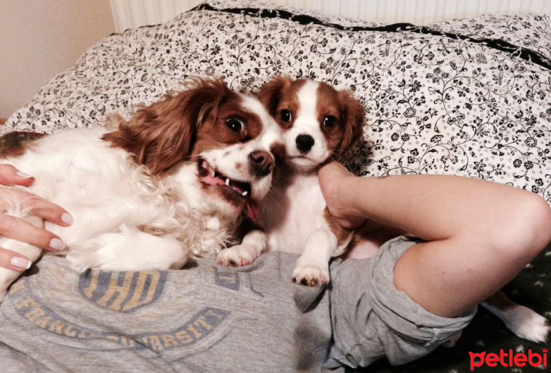 Cavalier King Charles Spanieli, Köpek  Lucy fotoğrafı