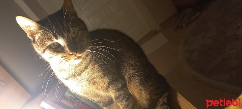 Tekir Kedi, Kedi  Patik fotoğrafı