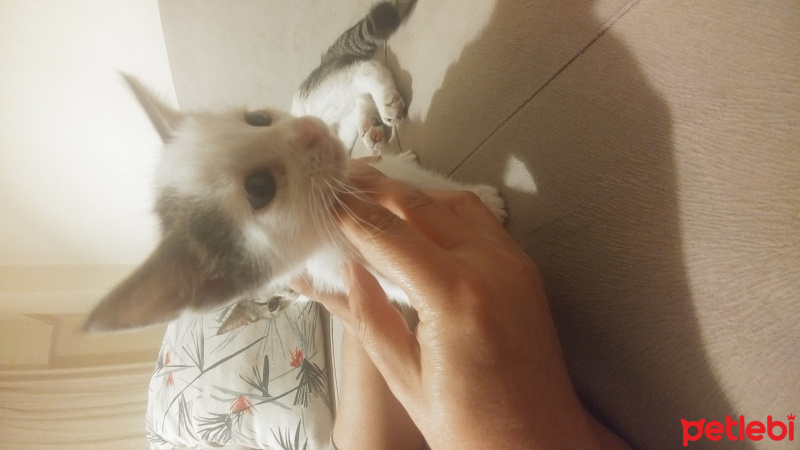 Tekir Kedi, Kedi  Cımbom fotoğrafı