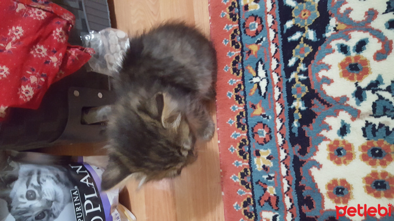 Tekir Kedi, Kedi  Heval fotoğrafı