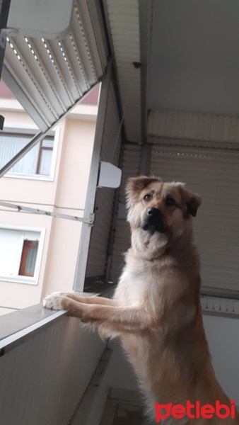 Sokö (Sokak Köpeği), Köpek  Çakal fotoğrafı