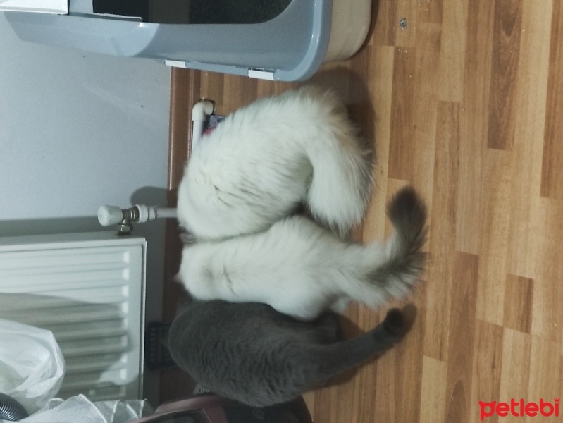 British Longhair, Kedi  Luna ve Loki fotoğrafı