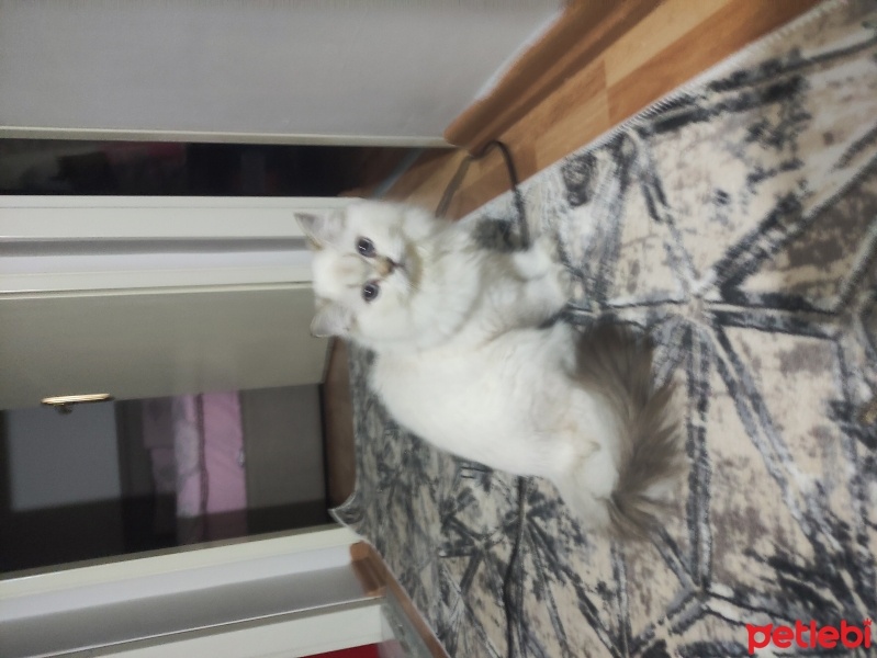 British Longhair, Kedi  Luna ve Loki fotoğrafı