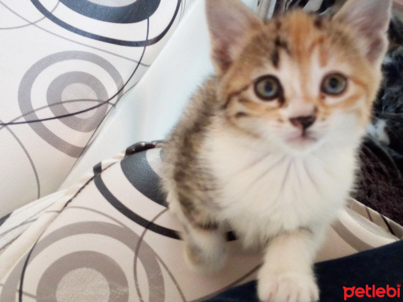 Tekir Kedi, Kedi  Zeytin fotoğrafı