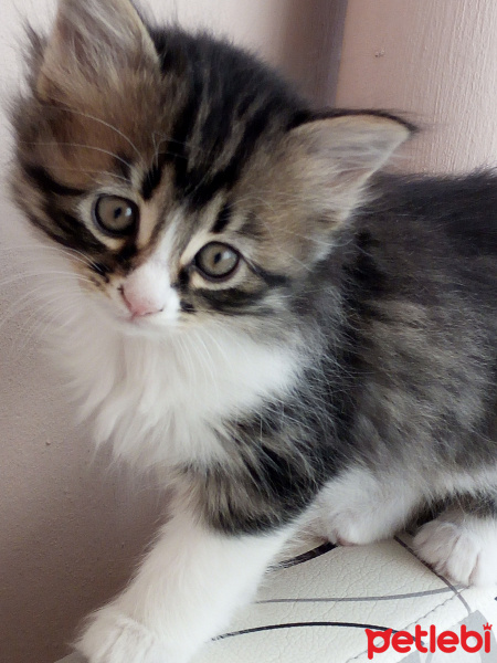 Tekir Kedi, Kedi  Zeytin fotoğrafı