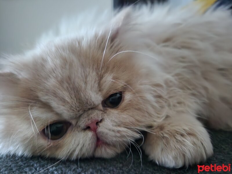 İran Kedisi (Persian), Kedi  Gofret fotoğrafı