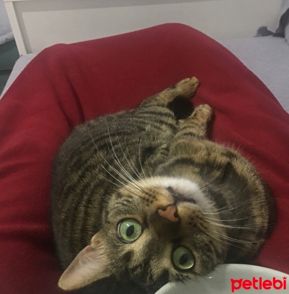 Tekir Kedi, Kedi  Luna fotoğrafı