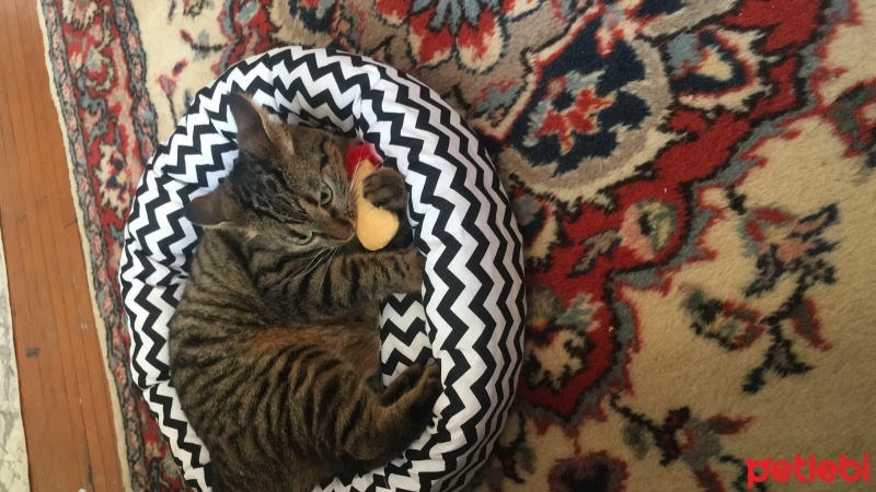 Tekir Kedi, Kedi  Luna fotoğrafı