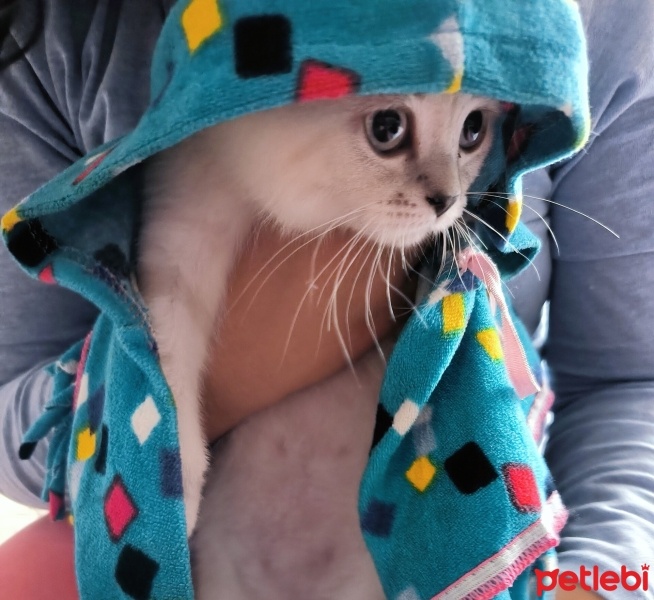 British Shorthair, Kedi  Mia fotoğrafı