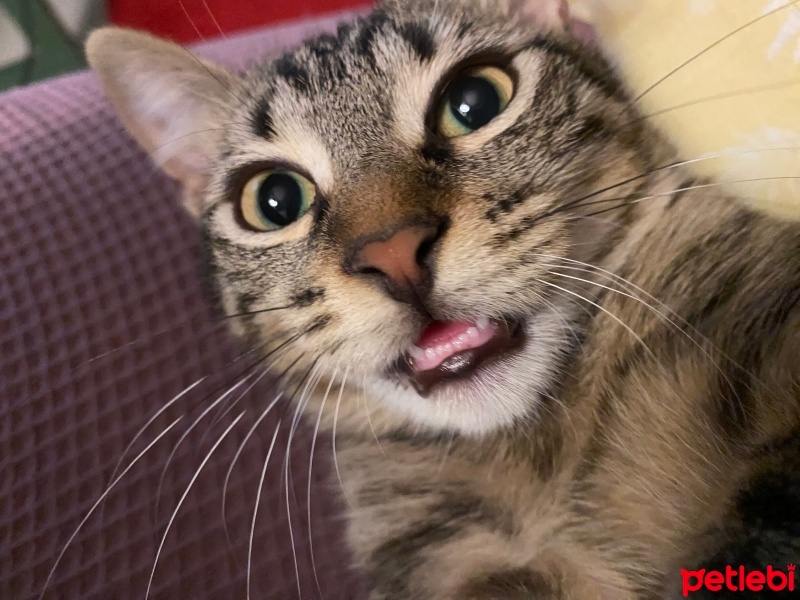 Tekir Kedi, Kedi  Mars fotoğrafı