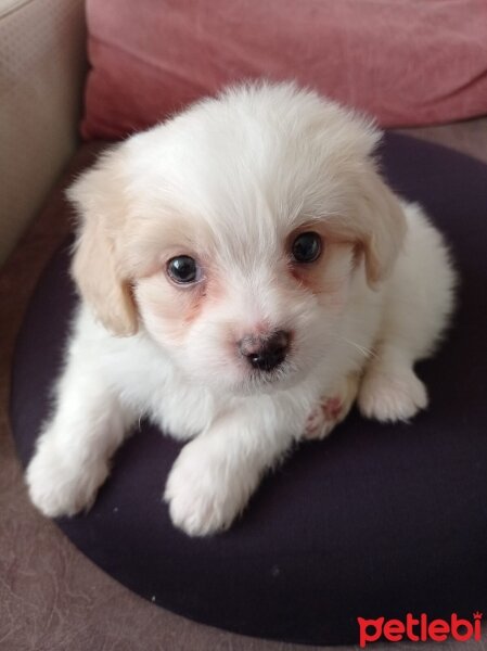 Maltese, Köpek  Tony fotoğrafı