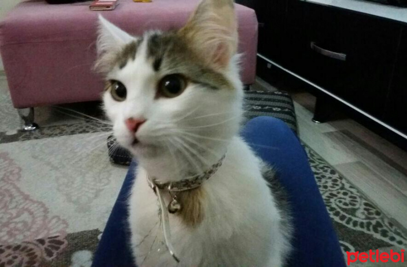Tekir Kedi, Kedi  YUMAK İÇİN SICAK BİR YUVA ARIYORUM fotoğrafı