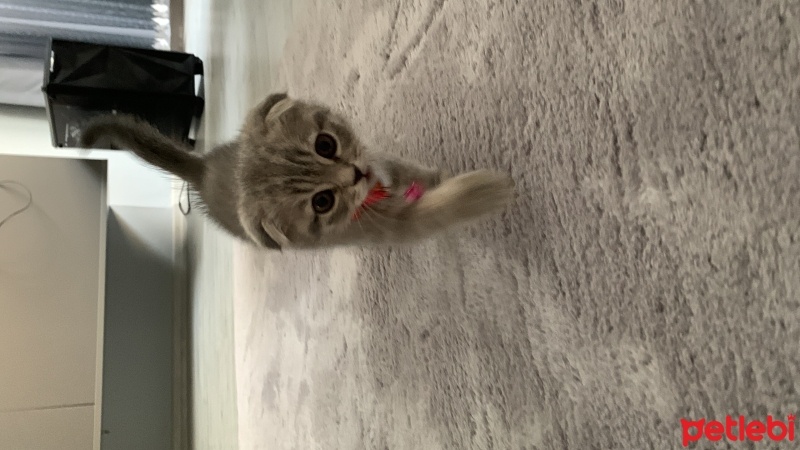 Scottish Fold, Kedi  Luna fotoğrafı