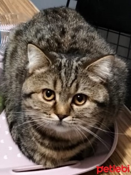 British Shorthair, Kedi  MÜEZZA fotoğrafı