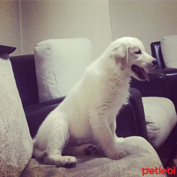 Golden Retriever, Köpek  Limon fotoğrafı