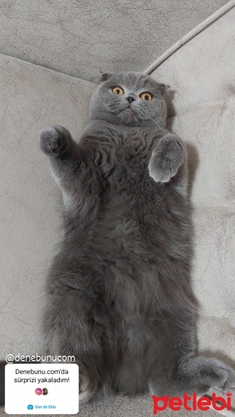 Scottish Fold, Kedi  Şila fotoğrafı