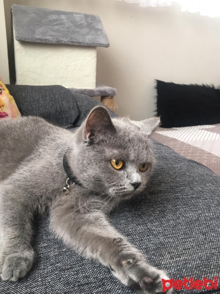 British Longhair, Kedi  Mia fotoğrafı