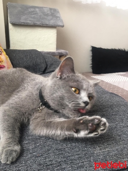 British Longhair, Kedi  Mia fotoğrafı