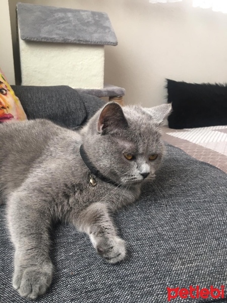 British Longhair, Kedi  Mia fotoğrafı