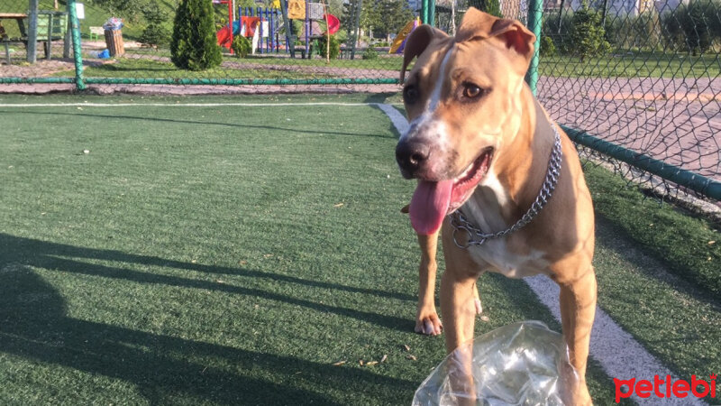 Amerikan Pitbull Terrier, Köpek  Lena fotoğrafı