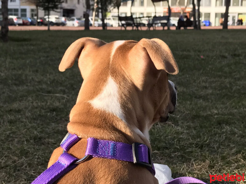 Amerikan Pitbull Terrier, Köpek  Lena fotoğrafı