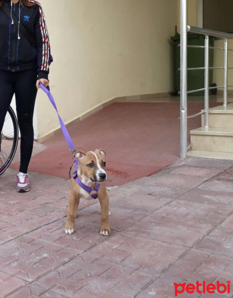 Amerikan Pitbull Terrier, Köpek  Lena fotoğrafı