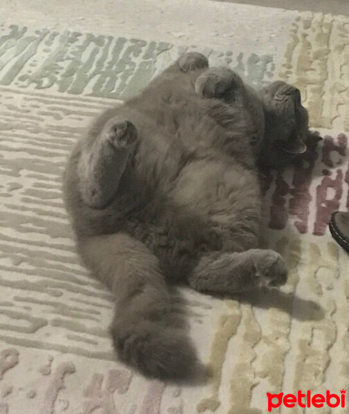 British Shorthair, Kedi  Mars fotoğrafı