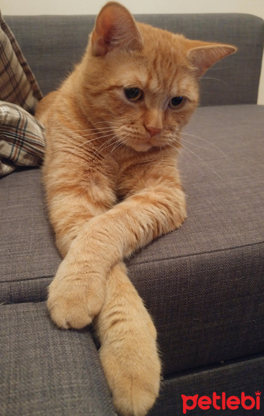 British Shorthair, Kedi  Filit fotoğrafı