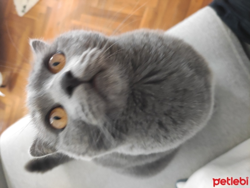 Scottish Fold, Kedi  Gölge fotoğrafı