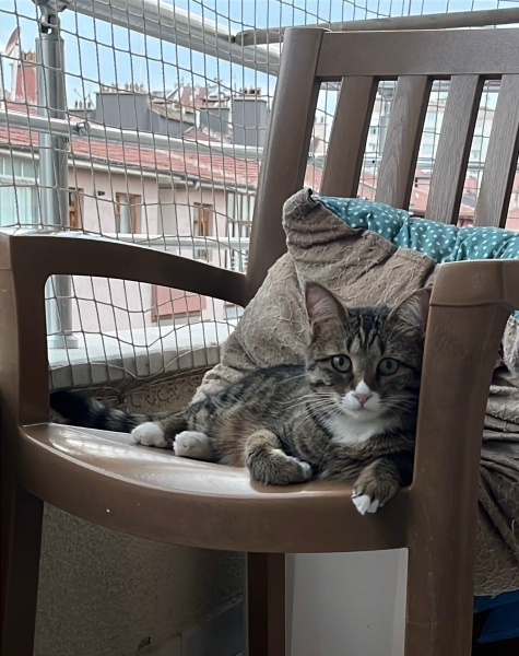 Tekir Kedi, Kedi  Mercan fotoğrafı