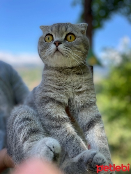 Scottish Fold, Kedi  Miya fotoğrafı
