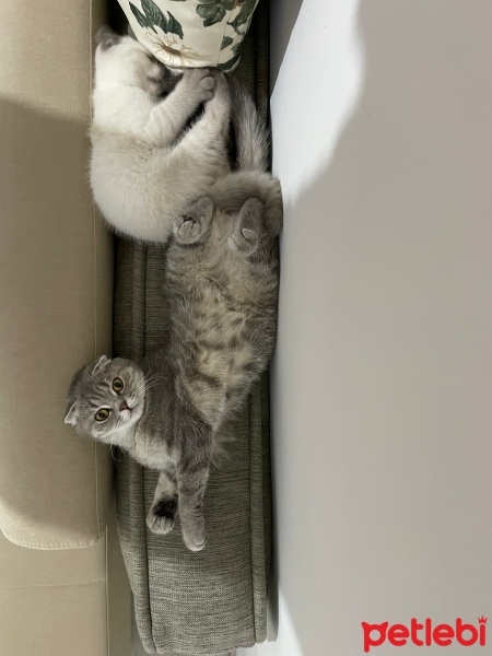 Scottish Fold, Kedi  Miya fotoğrafı