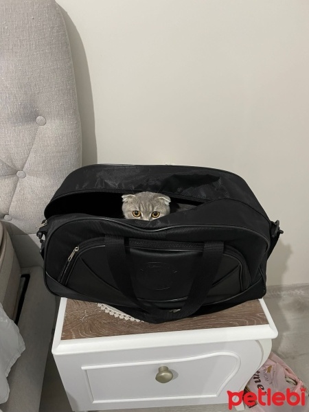 Scottish Fold, Kedi  Miya fotoğrafı