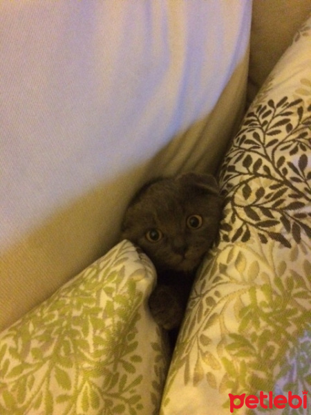 Scottish Fold, Kedi  Sushi fotoğrafı