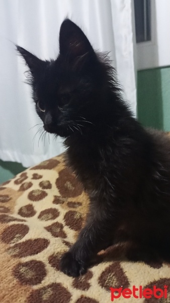 Tekir Kedi, Kedi  Mırmır fotoğrafı