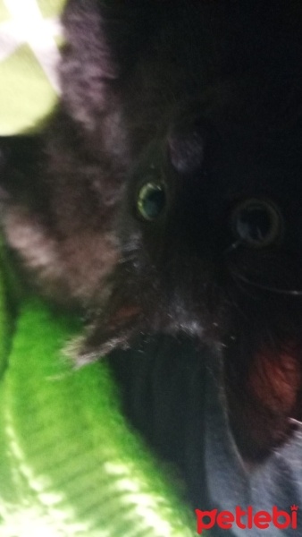 Tekir Kedi, Kedi  Mırmır fotoğrafı