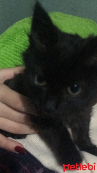 Tekir Kedi, Kedi  Mırmır fotoğrafı