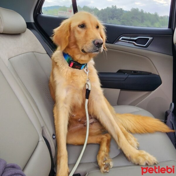 Golden Retriever, Köpek  Maya fotoğrafı