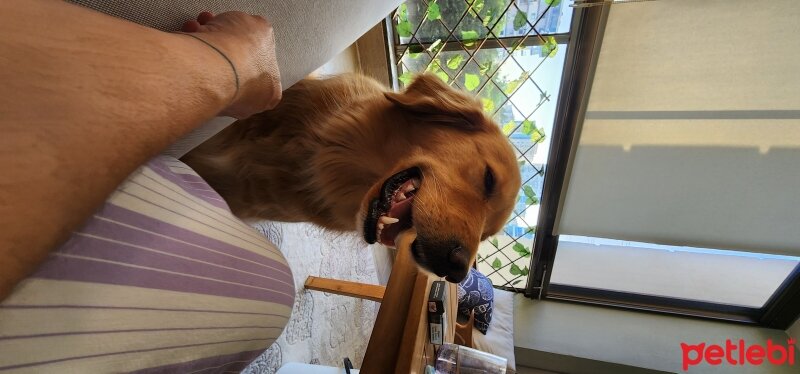 Golden Retriever, Köpek  Maya fotoğrafı