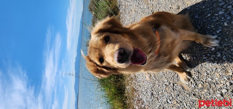 Golden Retriever, Köpek  Maya fotoğrafı