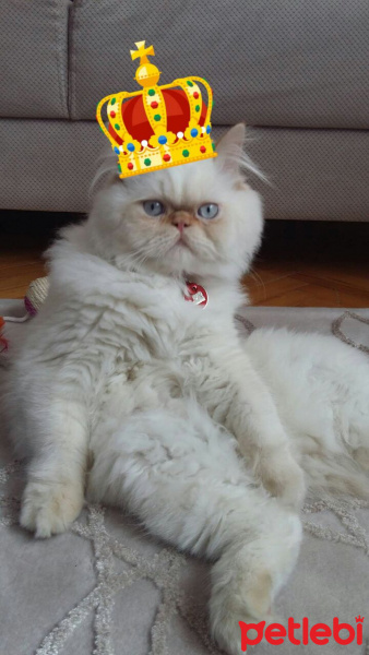 Chinchilla, Kedi  Floki fotoğrafı